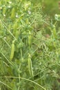 Daylight. shallow depth of field. Peas are blooming in the garden. Natural pure product without the use of chemicals Royalty Free Stock Photo