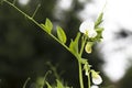 Daylight. shallow depth of field. Peas are blooming in the garden. Natural pure product without the use of chemicals Royalty Free Stock Photo