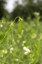 Daylight. shallow depth of field. Peas are blooming in the garden. Natural pure product without the use of chemicals Royalty Free Stock Photo