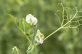 Daylight. shallow depth of field. Peas are blooming in the garden. Natural pure product without the use of chemicals Royalty Free Stock Photo