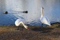 Daylight shot of two swans at the lake and two ducks floating in the water Royalty Free Stock Photo