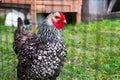 Daylight View of Patterned Chicken in Rural Tennessee Coop Royalty Free Stock Photo