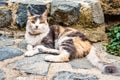 Daylight view to cat sitting on road made from rocks Royalty Free Stock Photo