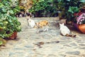 Daylight view to garden with green flowers and cats walking on r Royalty Free Stock Photo