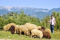 Daylight view to old Shepherd with gazing sheep