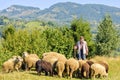 Daylight view to old Shepherd with gazing sheep Royalty Free Stock Photo