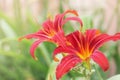 Daylilies Royalty Free Stock Photo