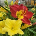 Daylilies daylily yellow red beautiful Royalty Free Stock Photo