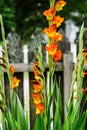 Easter blooms in springtime in a Louisiana garden