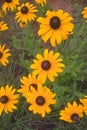 Black Eyed Susan Royalty Free Stock Photo