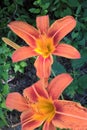 Daylilies Royalty Free Stock Photo