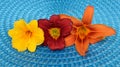 Three beautiful daylilies detailed on blue mat Royalty Free Stock Photo