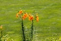 orange daylilies standing tall, Royalty Free Stock Photo