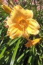 Daylilies