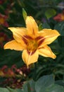 Daylily