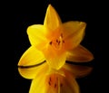 Yellow Daylily alone at night reflecting on a mirror Royalty Free Stock Photo