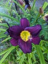 daylily Bela Lugosi