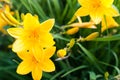 Daylily bloom in the garden. Summer garden. Blurred background Royalty Free Stock Photo