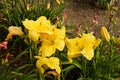 Daylily blooms Royalty Free Stock Photo