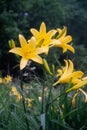 Daylily blossom in summer Royalty Free Stock Photo