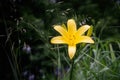 Daylily blossom in summer Royalty Free Stock Photo