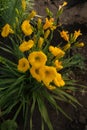 A daylily bush with buds and blooming bright yellow flowers. Royalty Free Stock Photo