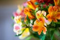 Daylily closeup on a background