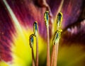 Hemerocallis or Daylily Macro of a pistils and staments in the center of a flower