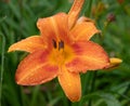 Orange Daylilies Flower Royalty Free Stock Photo