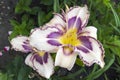 Daylily `Destined to see` flowers.