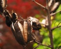 Daylily dried seed pod in early spring