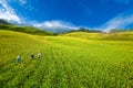 Daylily field in the mountain Royalty Free Stock Photo