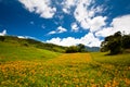 Daylily field in the mountain Royalty Free Stock Photo