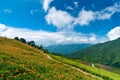 Daylily field in the mountain Royalty Free Stock Photo