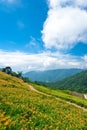 Daylily field in the mountain Royalty Free Stock Photo