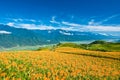 Daylily field in the mountain