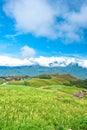 Daylily field in the mountain Royalty Free Stock Photo