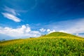 Daylily field in the mountain Royalty Free Stock Photo