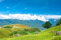 Daylily field in the mountain Royalty Free Stock Photo