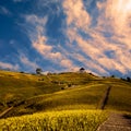 Daylily field in the mountain with beautiful cloud Royalty Free Stock Photo