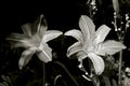 Daylily flower in black and white