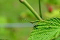 Katydid, Grasshopper, Scudderia furcata insect, bug in the wild