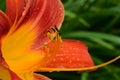 Daylily flower closeup with pollen covered anthers Royalty Free Stock Photo