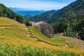 Daylily flower farm at Chike Mountain Royalty Free Stock Photo