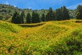 Daylily flower farm at Chike Mountain Royalty Free Stock Photo