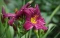 Daylily flower Hemerocallis Purplelicious in water drops after rain. Royalty Free Stock Photo