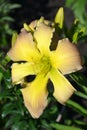 daylily flower yellow pink luminous nature plant garden