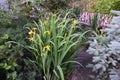 Daylily flowering