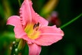 Close up photo of a daylily flower Asphodelaceae family. Shallow depth of field, selective focus.