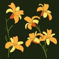 Daylily flowers on a bkack background. Vector illustration.